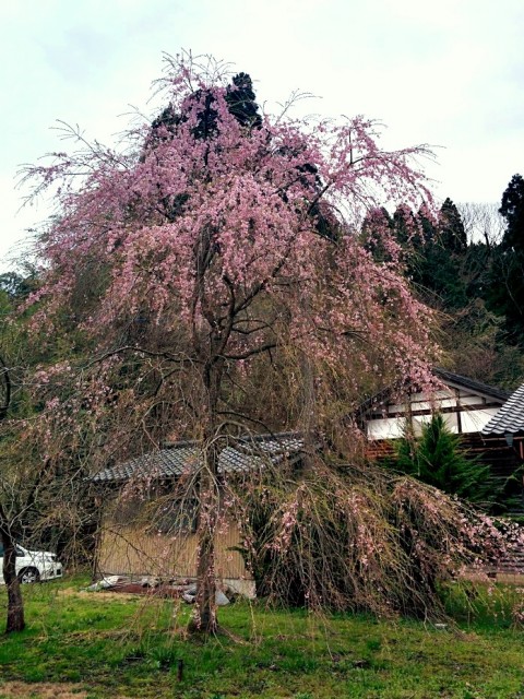 庭の枝垂れ桜